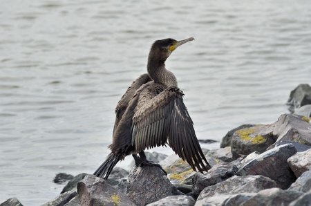 cormorants in the cleaning and drying of plumageの写真素材