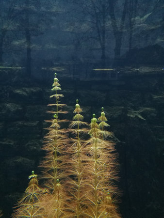 Water plants like the pagodasの写真素材