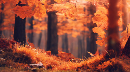 Autumn forest. Beautiful autumn landscape. Autumn trees in the forestの素材