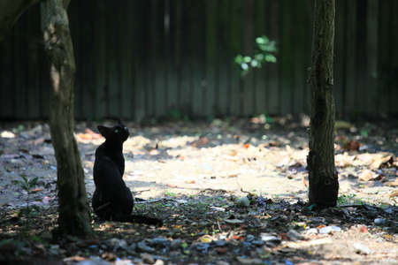 Lonely cat back a pupil of the eyeの写真素材