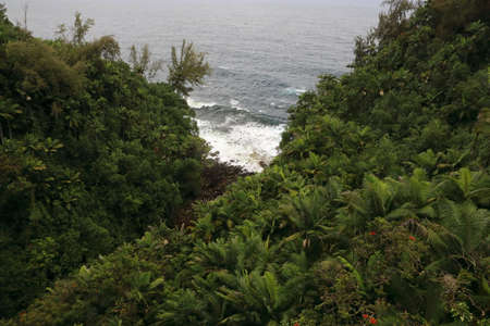 rainforest big island hawaiiの写真素材