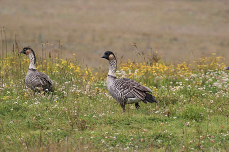 Nene Goose,Hawaiian goose, (Branta Sandvicensis) Big Island Hawaiiの写真素材