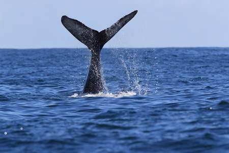 A Humpback Whale Dives Near Vancouver Islandの写真素材