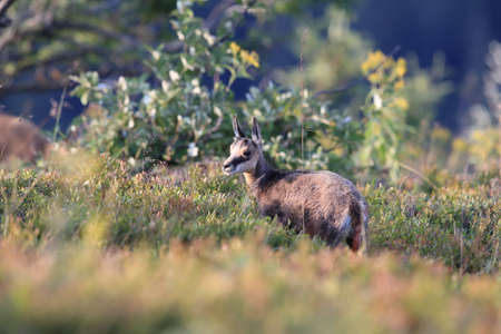 Chamois (Rupicapra rupicapra)  Vosges Mountains, Franceの写真素材