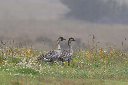 Nene Goose,Hawaiian goose, (Branta Sandvicensis) Big Island Hawaiiの写真素材