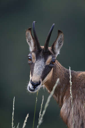 Chamois (Rupicapra rupicapra)  Vosges Mountains, Franceの写真素材
