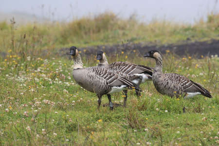 Nene Goose,Hawaiian goose, (Branta Sandvicensis) Big Island Hawaiiの写真素材