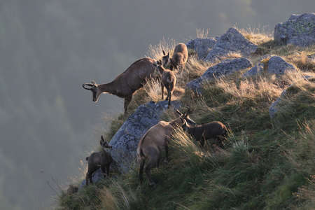 Chamois (Rupicapra rupicapra)  Vosges Mountains, Franceの写真素材