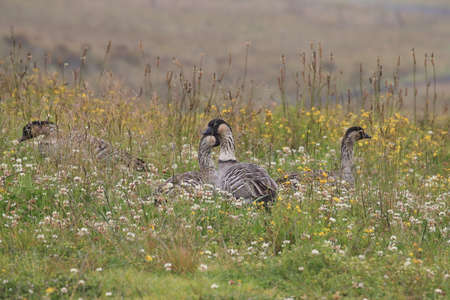 Nene Goose,Hawaiian goose, (Branta Sandvicensis) Big Island Hawaiiの写真素材