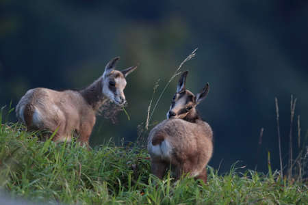 Chamois (Rupicapra rupicapra)  Vosges Mountains, Franceの写真素材