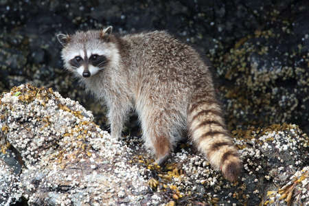 Raccoon looking for food between rocks , Vancouver, BCの写真素材
