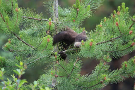 Young black bear Kanadaの写真素材