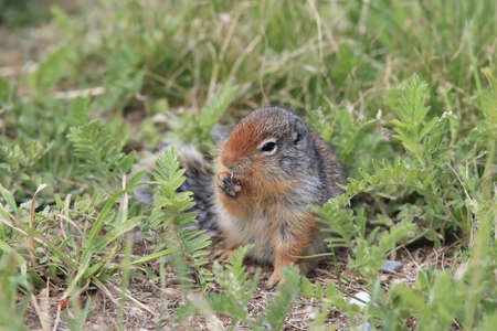 Columbian ground squirrel  Cub canadian Rockies