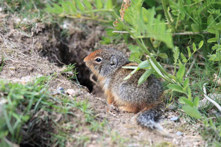 Columbian ground squirrel  Cub canadian Rockiesの写真素材