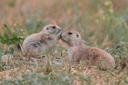 Black Tailed Prairie Dog, First Peoples Buffalo Jump State Park Montanaの写真素材