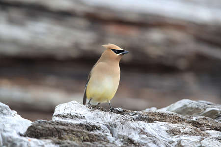 cedar waxwing (Bombycilla cedrorum) Vancouver Island Kanadaの写真素材