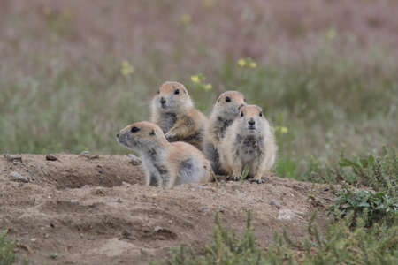 Black Tailed Prairie Dog, First Peoples Buffalo Jump State Park Montanaの写真素材