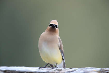 cedar waxwing (Bombycilla cedrorum) Vancouver Island Kanadaの写真素材