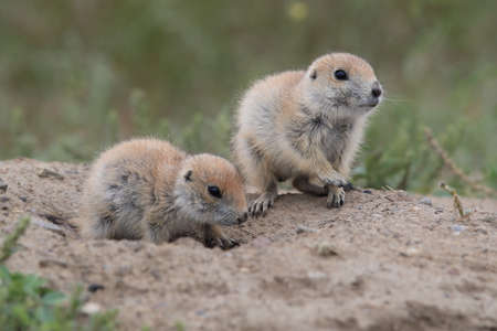 Black Tailed Prairie Dog, First Peoples Buffalo Jump State Park Montana