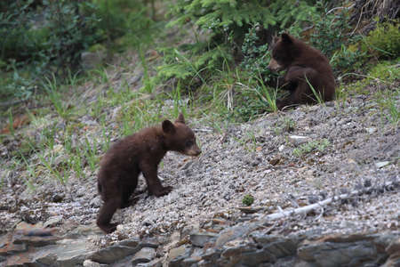Young black bear Kanadaの写真素材