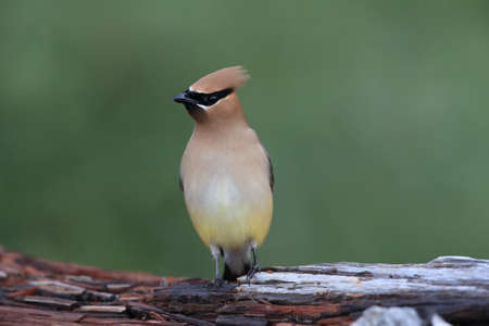 cedar waxwing (Bombycilla cedrorum) Vancouver Island Kanadaの写真素材