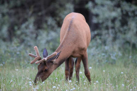 Elk feeding in the forest  Canadaの写真素材