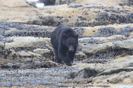Black bear roaming low tide shores, looking for crabs. Vancouver Island,  Canadaの写真素材