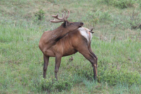 Elk against the  Brown-headed Cowbird, the Elk scare away the  Brown-headed Cowbird , Canadaの写真素材