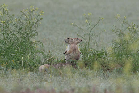 Black Tailed Prairie Dog, First Peoples Buffalo Jump State Park Montanaの写真素材