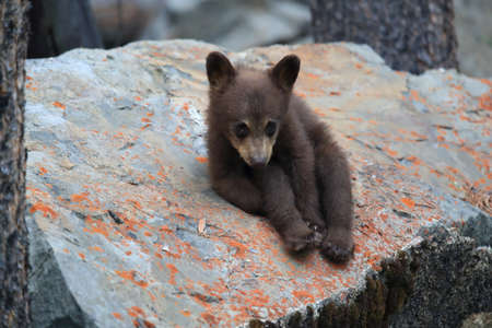 Young black bear Kanadaの写真素材
