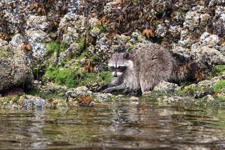 Raccoon looking for food between rocks , Vancouver, BCの写真素材
