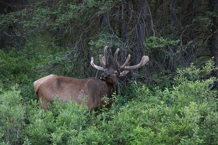 Elk feeding in the forest  Canadaの写真素材