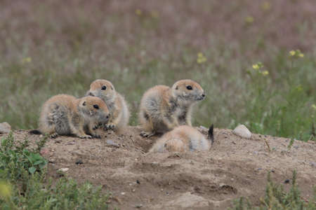 Black Tailed Prairie Dog, First Peoples Buffalo Jump State Park Montanaの写真素材