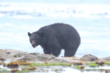 Black bear roaming low tide shores, looking for crabs. Vancouver Island,  Canadaの写真素材