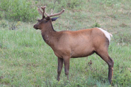 Elk against the  Brown-headed Cowbird, the Elk scare away the  Brown-headed Cowbird , Canadaの写真素材