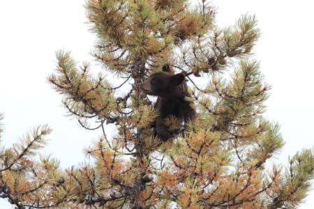 Young black bear Kanada