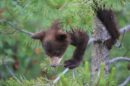 Young black bear Kanadaの写真素材