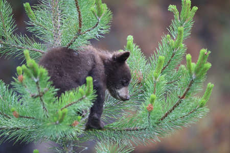 Young black bear Kanadaの写真素材