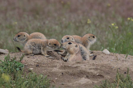 Black Tailed Prairie Dog, First Peoples Buffalo Jump State Park Montanaの写真素材