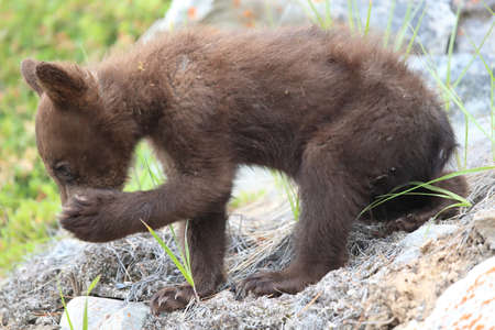 Young black bear Kanadaの写真素材