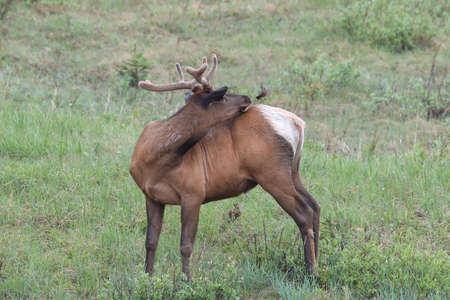 Elk against the  Brown-headed Cowbird, the Elk scare away the  Brown-headed Cowbird , Canadaの写真素材