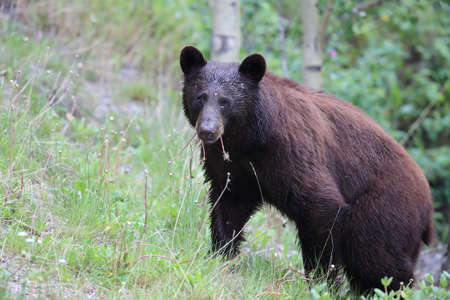 American black bear (Ursus americanus) Kanadaの写真素材
