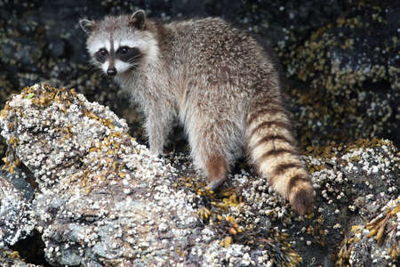 Raccoon looking for food between rocks , Vancouver, BCの写真素材