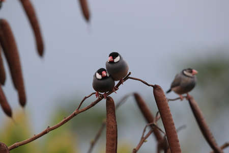 Java Sparrow  Big Island Hawaiiの写真素材