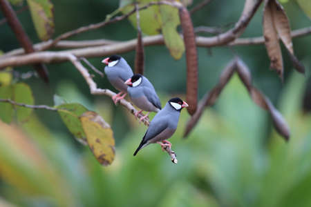 Java Sparrow  Big Island Hawaiiの写真素材