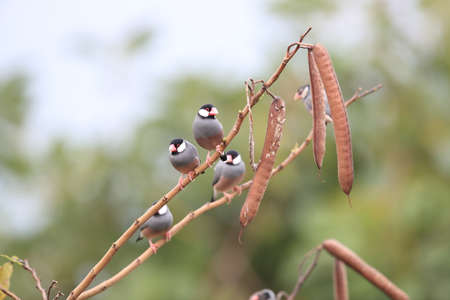 Java Sparrow  Big Island Hawaiiの写真素材