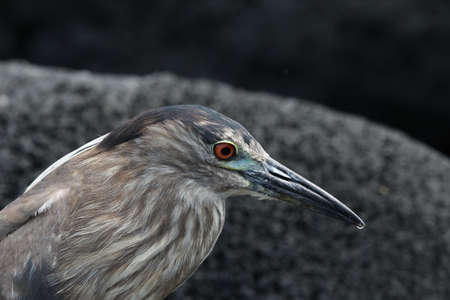 black-crowned night heron (Nycticorax nycticorax)  Big Island Hawaii USAの写真素材