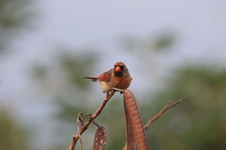 Red Cardinal Hawaii Big Island USAの写真素材