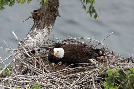 Adult Bald Eagle with two chicks in a nest in a tree on the side of a cliff Vancouver Island Canadaの写真素材
