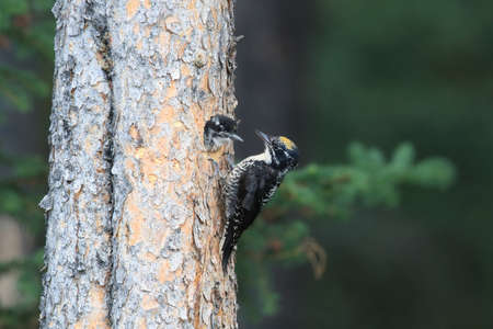 Black Backed Woodpecker is feeding his youngの写真素材